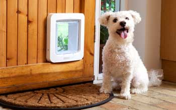 dog with microchip door