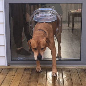 42kg dog passing through a Dogwalk Large Dog Door