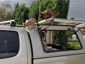 cats playing on the Cat Door Company truck