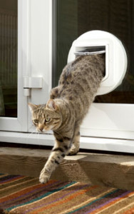 SureFlap cat door installed in glass