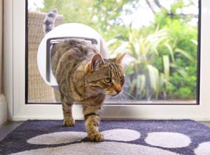 cat entering house through cat door