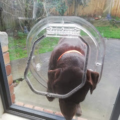 simba-labrador-door